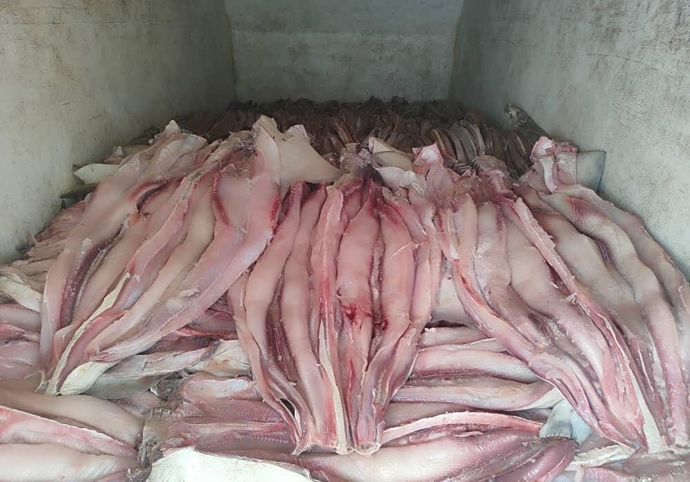 Fresh seafood fillets prepared for market